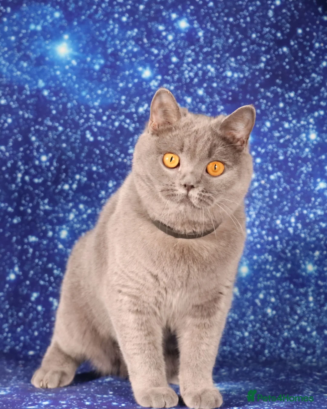 British Shorthair cats for sale: Retired British Shorthair/Longhaired females - Advert 1