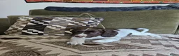 English Springer Spaniel dogs for sale: Springer spaniels kc reg female  - Advert 7