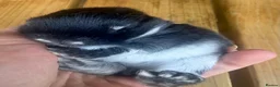 Mini Lop rabbits for sale: Three pure bred mini lop boys. - Advert 7