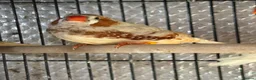 Mixed Breed birds for sale: Zebra and Bengal finches .  - Advert 3