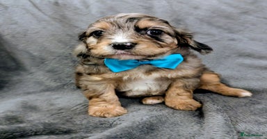 Cavapoo dogs - Advert 1