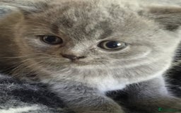 British Shorthair cats for sale: GCCF British Shorthair Pedigree Kittens - London  - Image 5