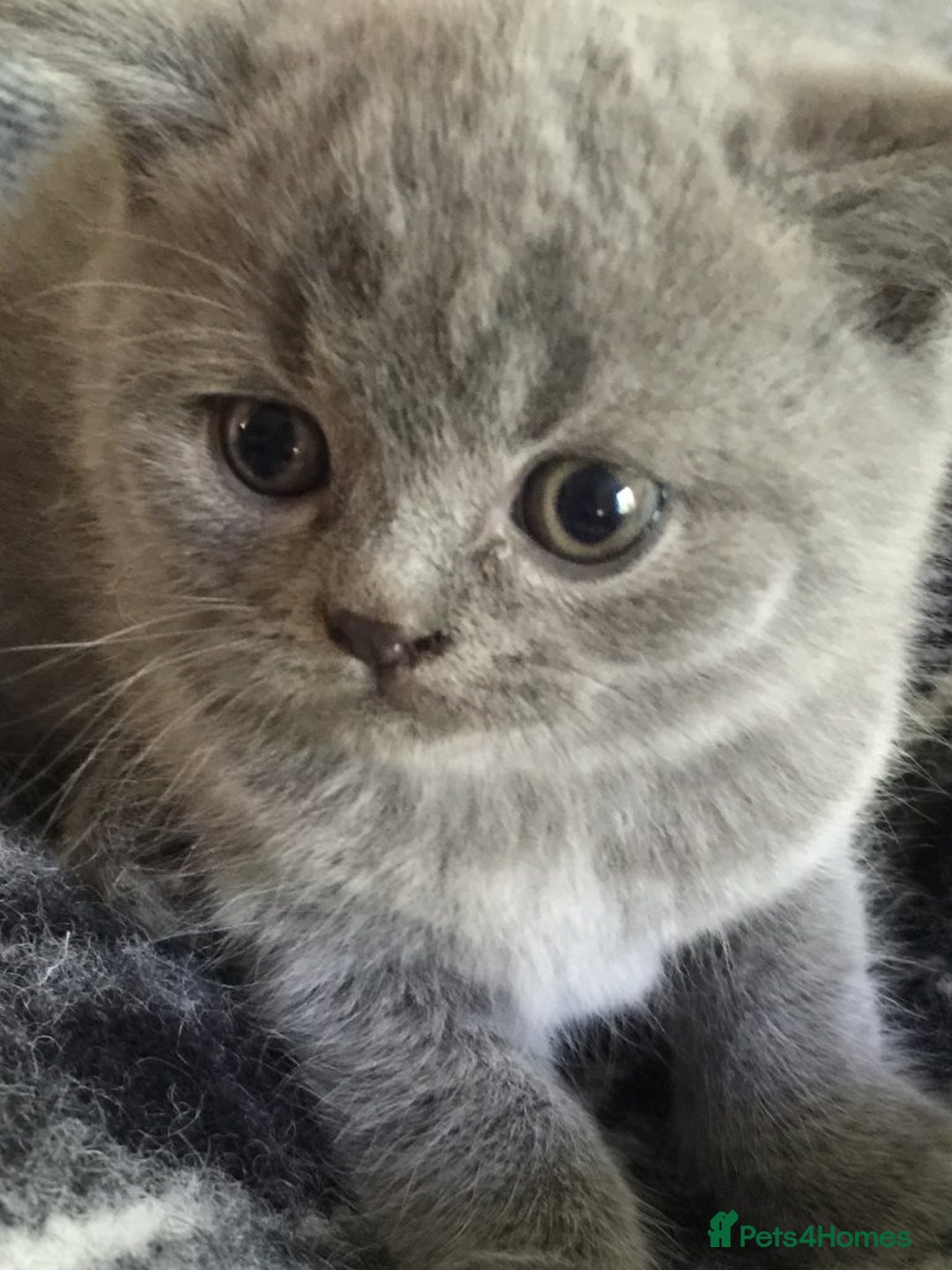 British Shorthair cats for sale: GCCF British Shorthair Pedigree Kittens - London  - Image 5