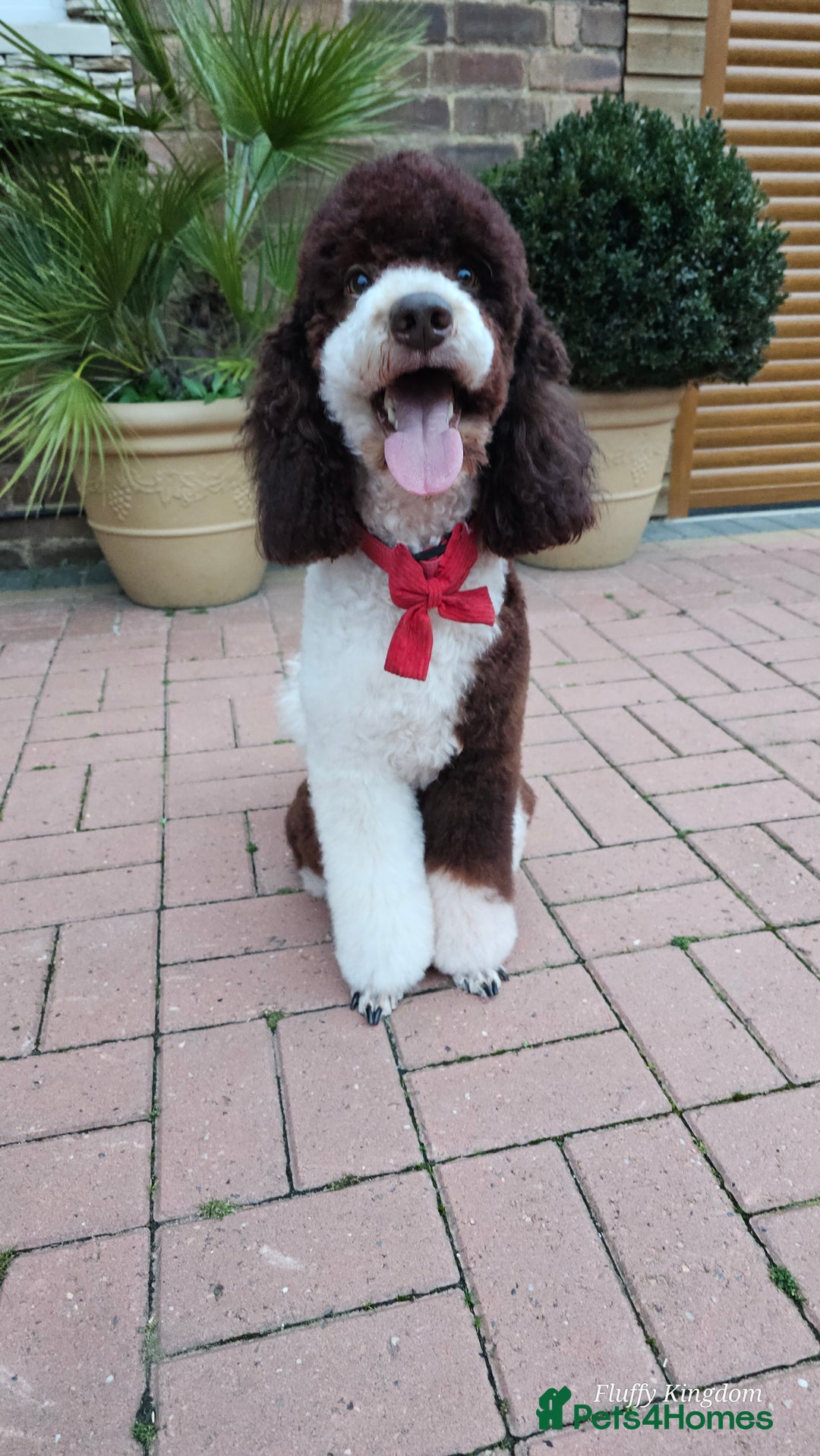 Bernedoodle dogs for stud: STUNNING MOYEN POODLE FULLY HEALTH TESTED  - Advert 20