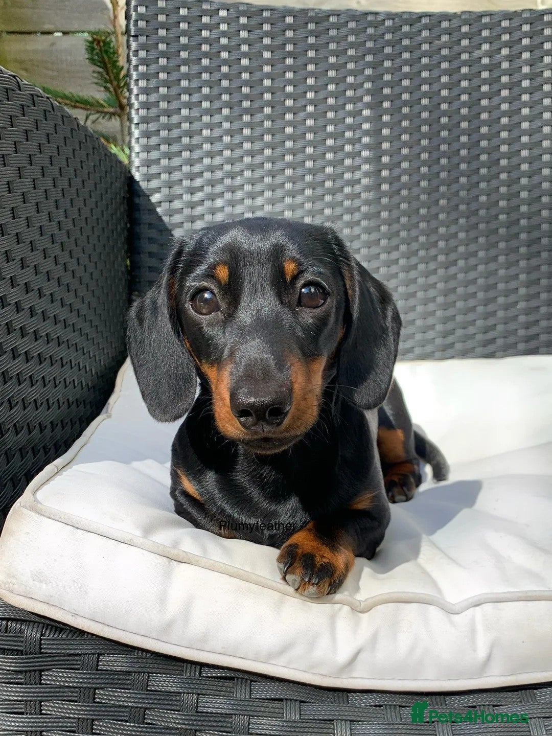 Miniature Dachshund dogs for sale: Miniature Dachshund Puppies - Image 4