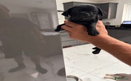 Jug dogs for sale: Beautiful jug puppies for sale  - Image 2