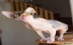 Sphynx cats for sale: Beautiful Sphynx Calico Girl  - Image 6