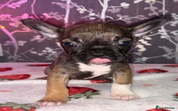 French Bulldog dogs for sale: French bulldog puppy’s - Image 23