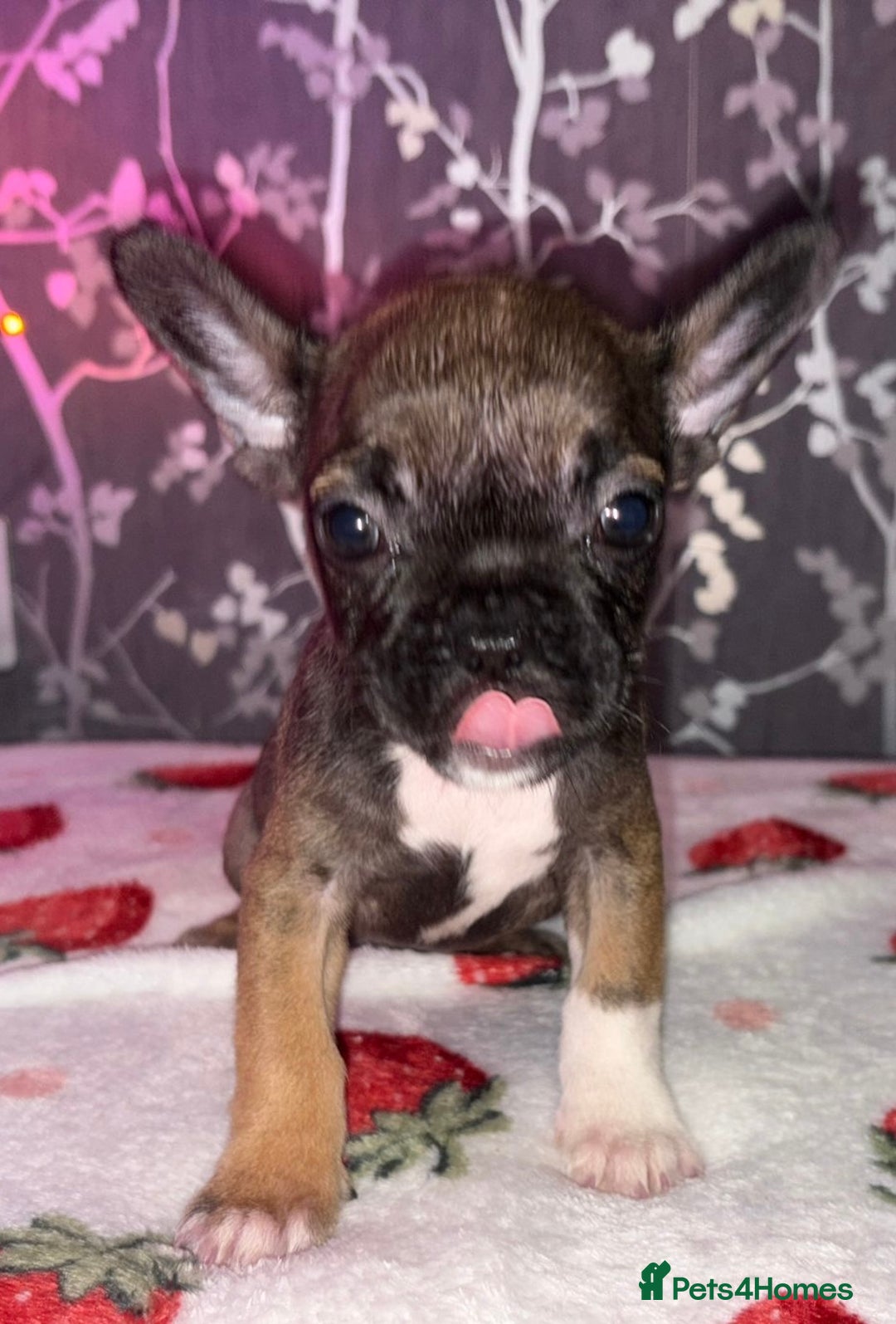French Bulldog dogs for sale: French bulldog puppy’s - Image 23