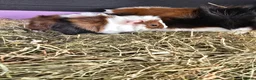 Guinea Pig rodents for sale: Abyssinian & Teddy Guinea Pigs - Advert 2