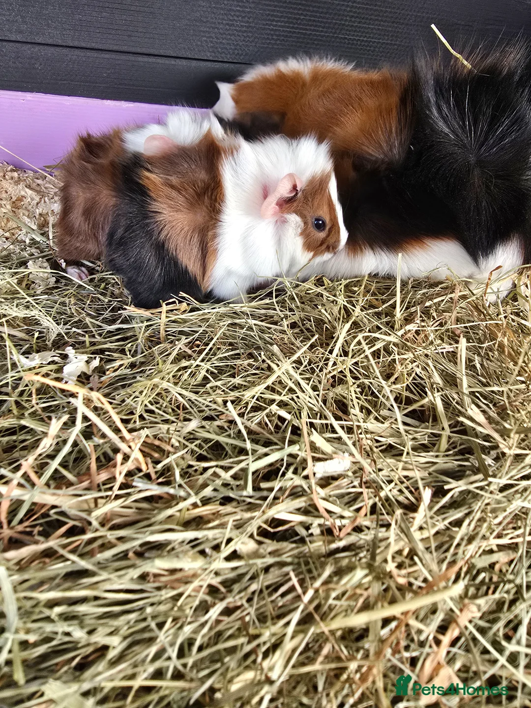 Guinea Pig rodents for sale: Abyssinian & Teddy Guinea Pigs - Advert 2