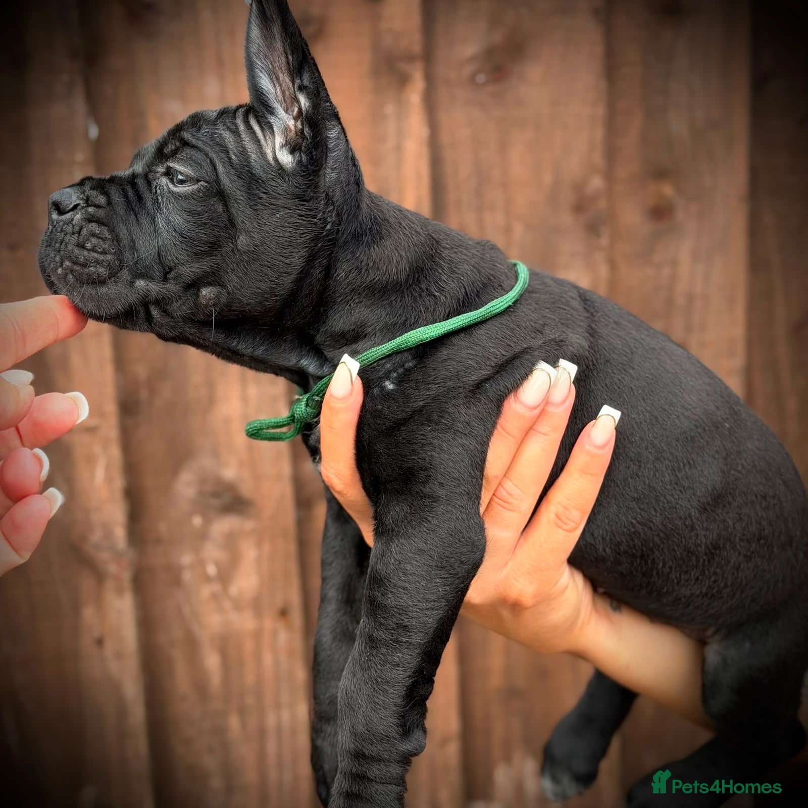 Cane Corso dogs 🐾 LITTER „K” they’re here 🥳 🐾 - Advert 1