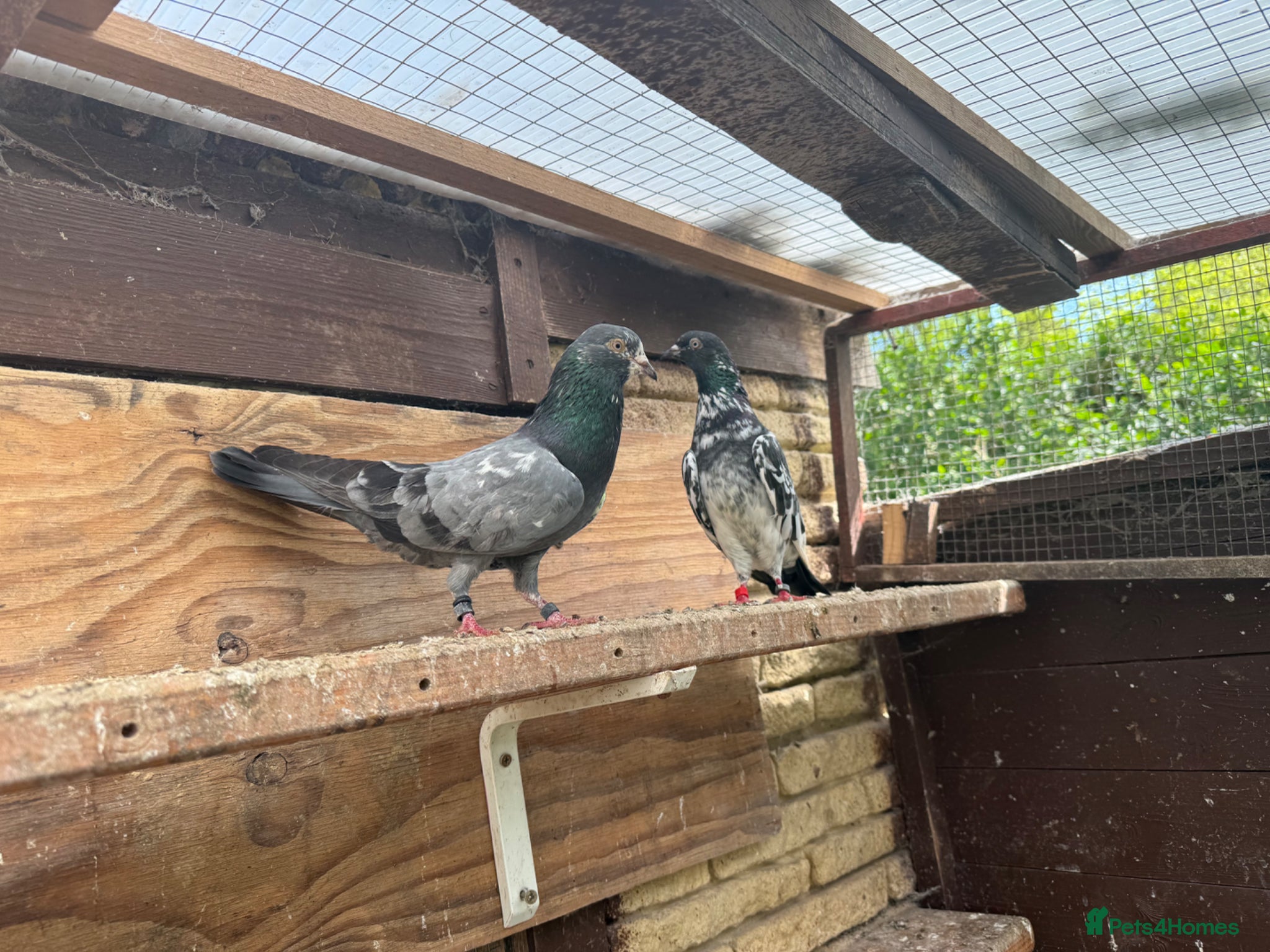 Pigeons birds Pakistani high flyers for sale  - Advert 12