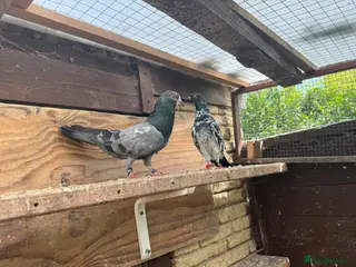 Pigeons birds Pakistani high flyers for sale - Advert 12