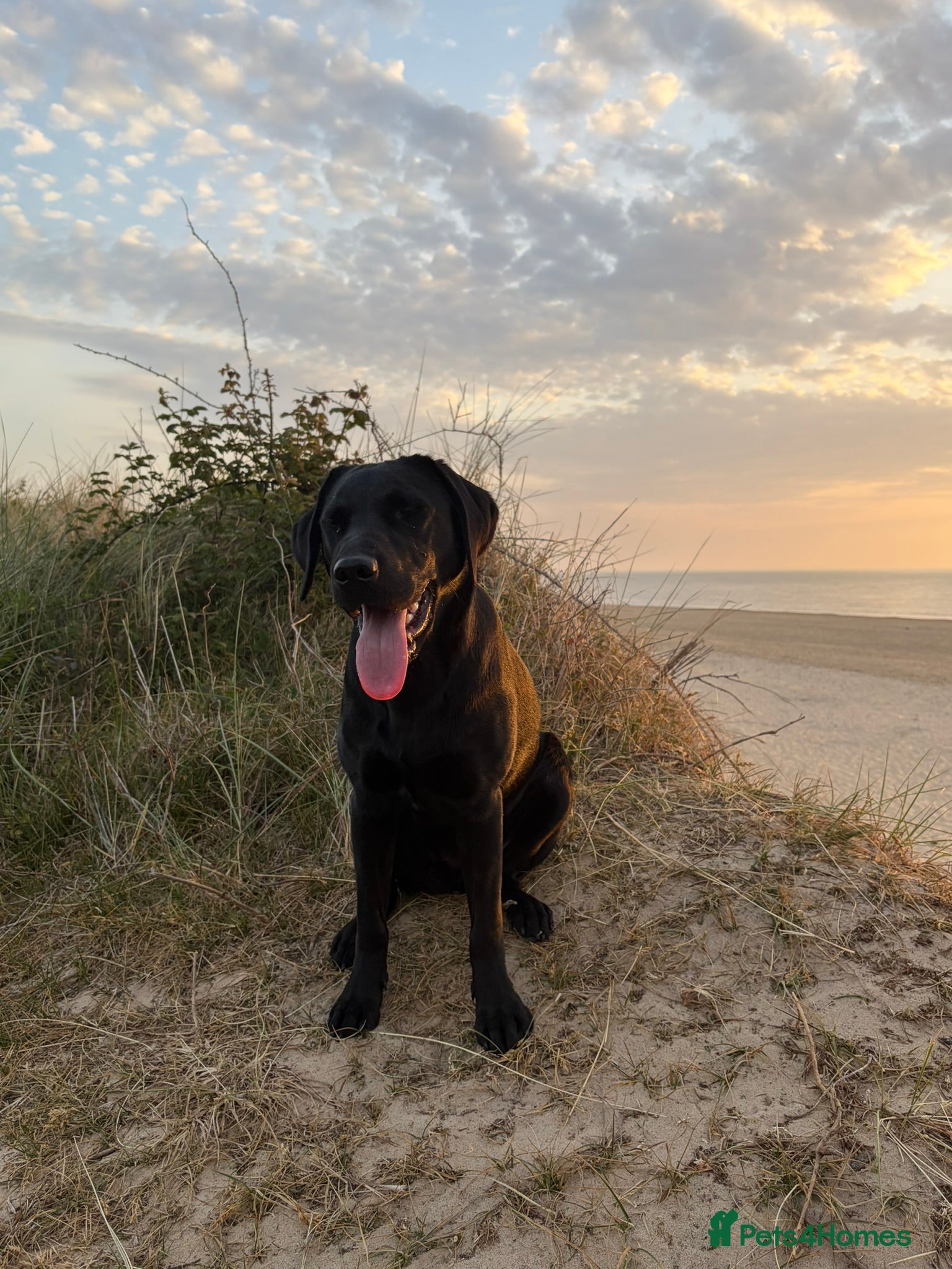Labrador Retriever dogs for sale: Lainey - Beautiful Female Black Labrador Puppy - Advert 5