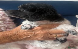 Toy Poodle dogs for sale: Rare parti poodle puppies - Image 8