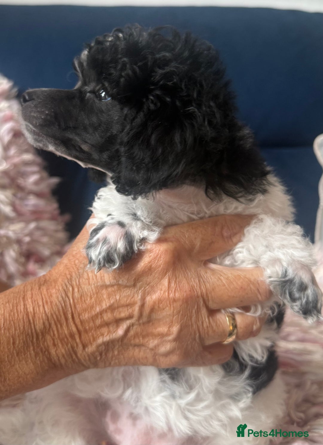 Toy Poodle dogs for sale: Rare parti poodle puppies - Image 8