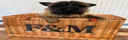 Cairn Terrier dogs for sale: Cairn Terrier Puppies for sale  - Advert 12