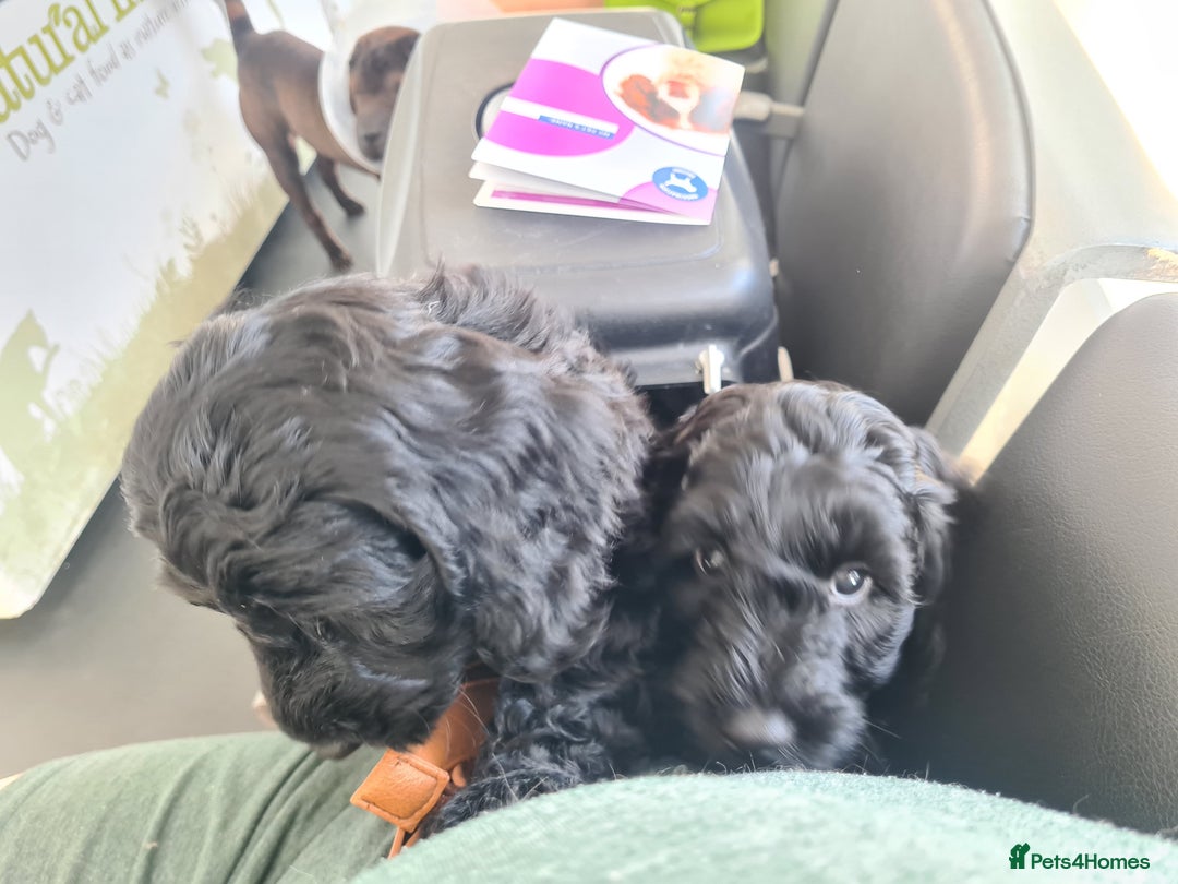 Cockapoo dogs for sale: F1 cockerpoos  - Image 15