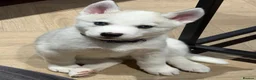 Siberian Husky dogs for sale: Siberian Huskies- Mum 4years & Daughter 10monts  - Advert 36