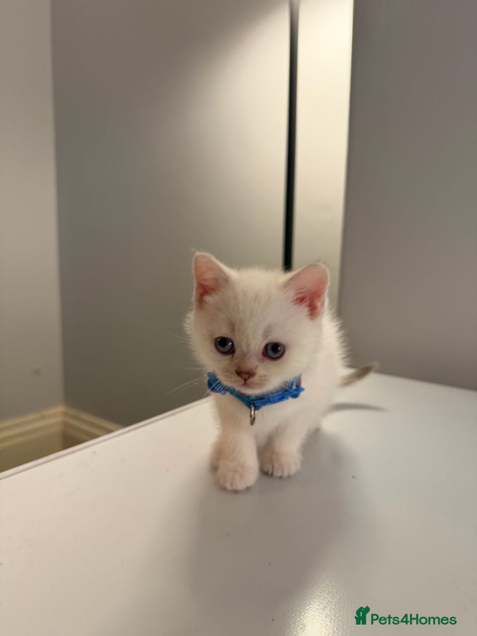 Scottish Fold cats ⭐️ Beautiful Scottish Folds - 1 left! 🐈 - Advert 1
