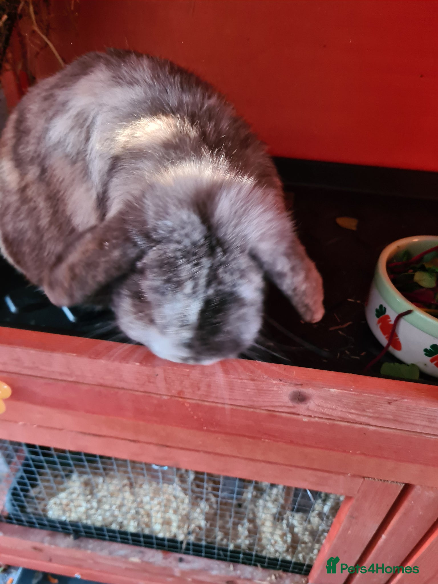 Cashmere Lop rabbits Bunny 🐰 looking for new love  - Advert 4