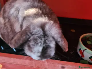 Cashmere Lop rabbits Bunny 🐰 looking for new love - Advert 12