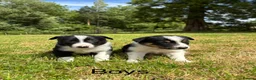 Border Collie dogs for sale: Border collie puppies for sale in Ashby-de-la-Zouch - Advert 3