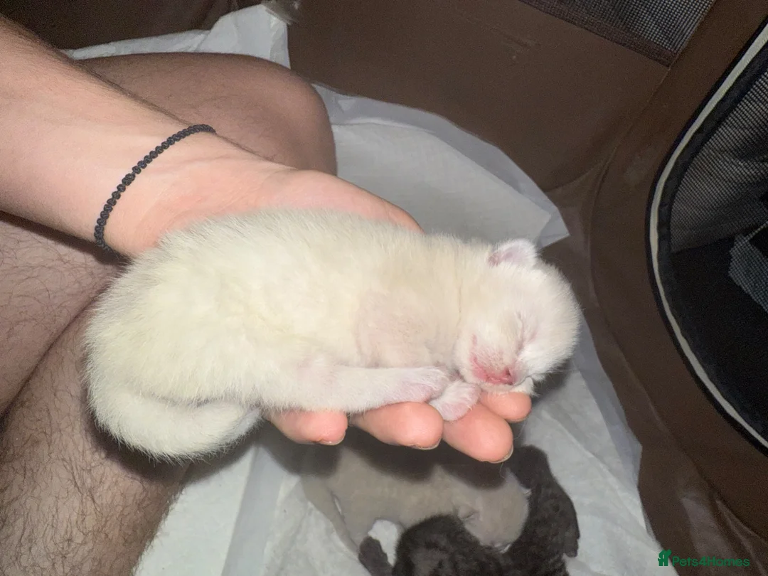 Ragdoll cats for sale: Gorgeous Fluffy Ragdoll-Tabby Kittens🤍 - Advert 1