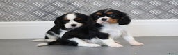Cavalier King Charles Spaniel dogs for sale: Cavalier King Charles Puppies for sale - Advert 37