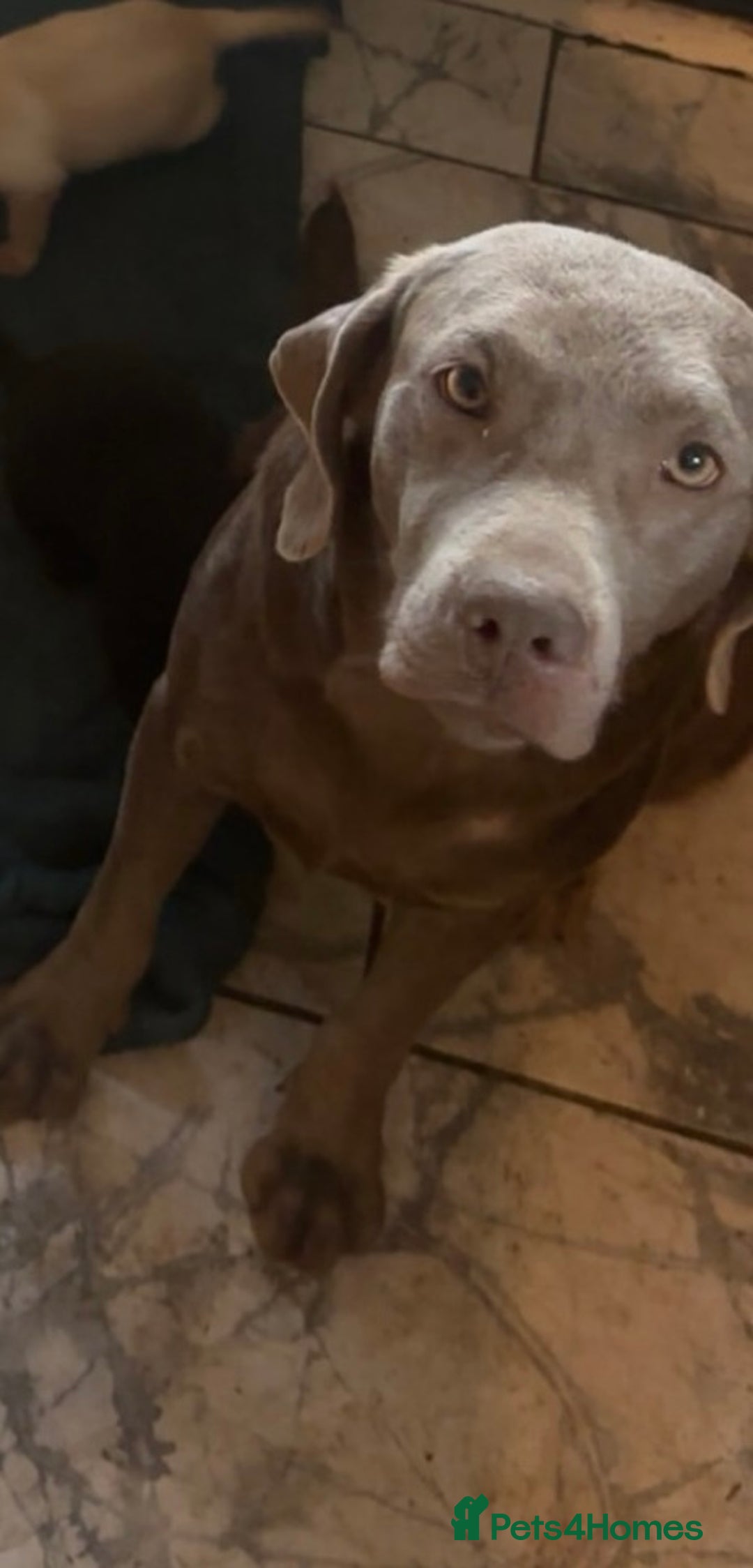 Labrador Retriever dogs for sale: Kc Labrador puppies  - Advert 8