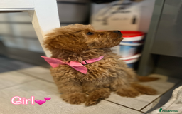 Miniature Poodle dogs for sale: 🐶 Miniature Poodle Puppies! 🐾 - Image 5