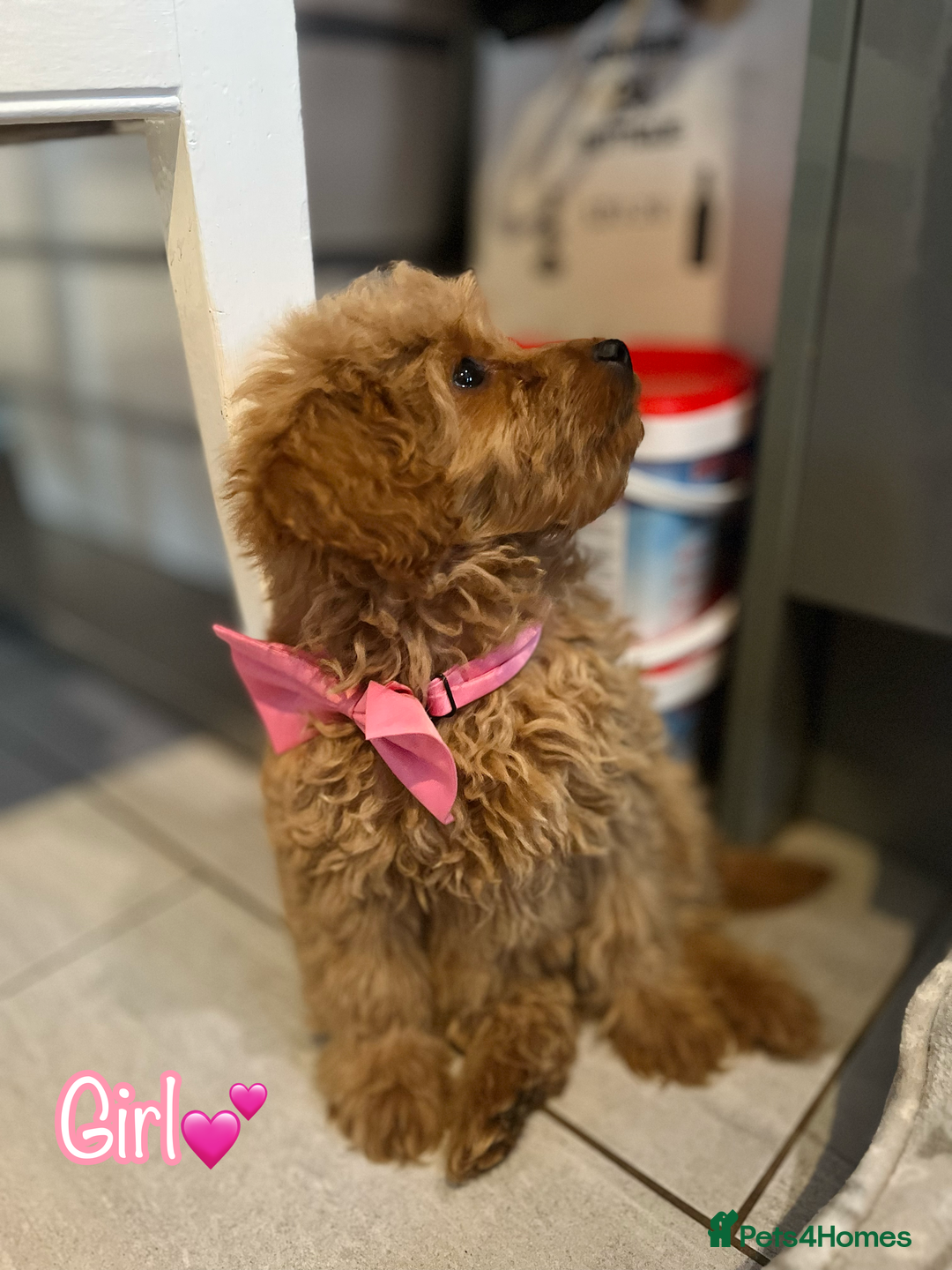 Miniature Poodle dogs for sale: 🐶 Miniature Poodle Puppies! 🐾 - Image 5