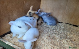 English Lop rabbits for sale: Baby Rabbits 9 available  - Image 11