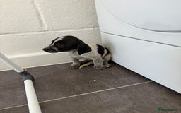Mixed Breed dogs for sale: 6 beautiful jack russle cross cocker spaniels  - Image 12