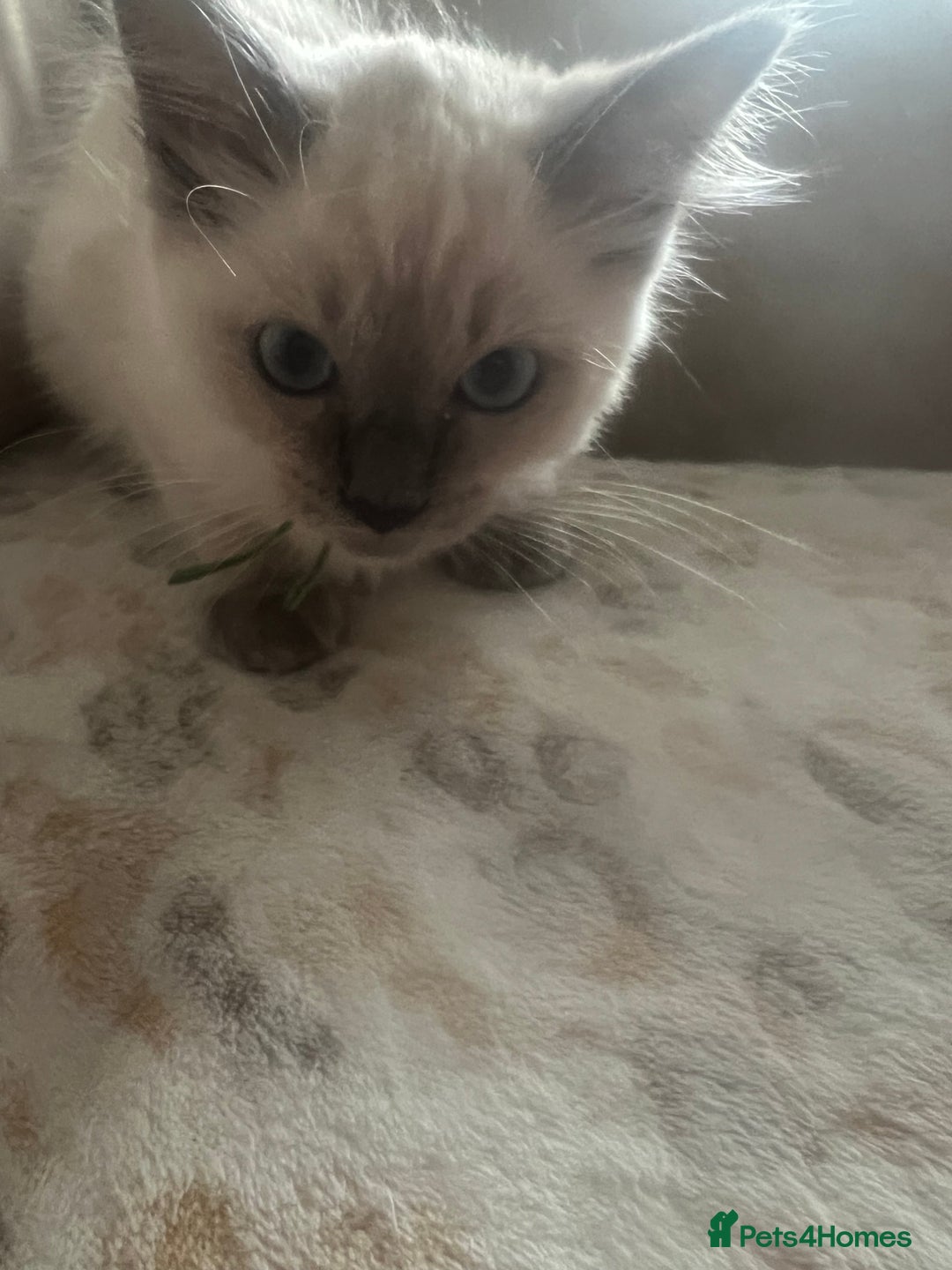 Ragdoll cats for sale: Beautiful Pedigree Ragdolls THREE LEFT  - Image 25