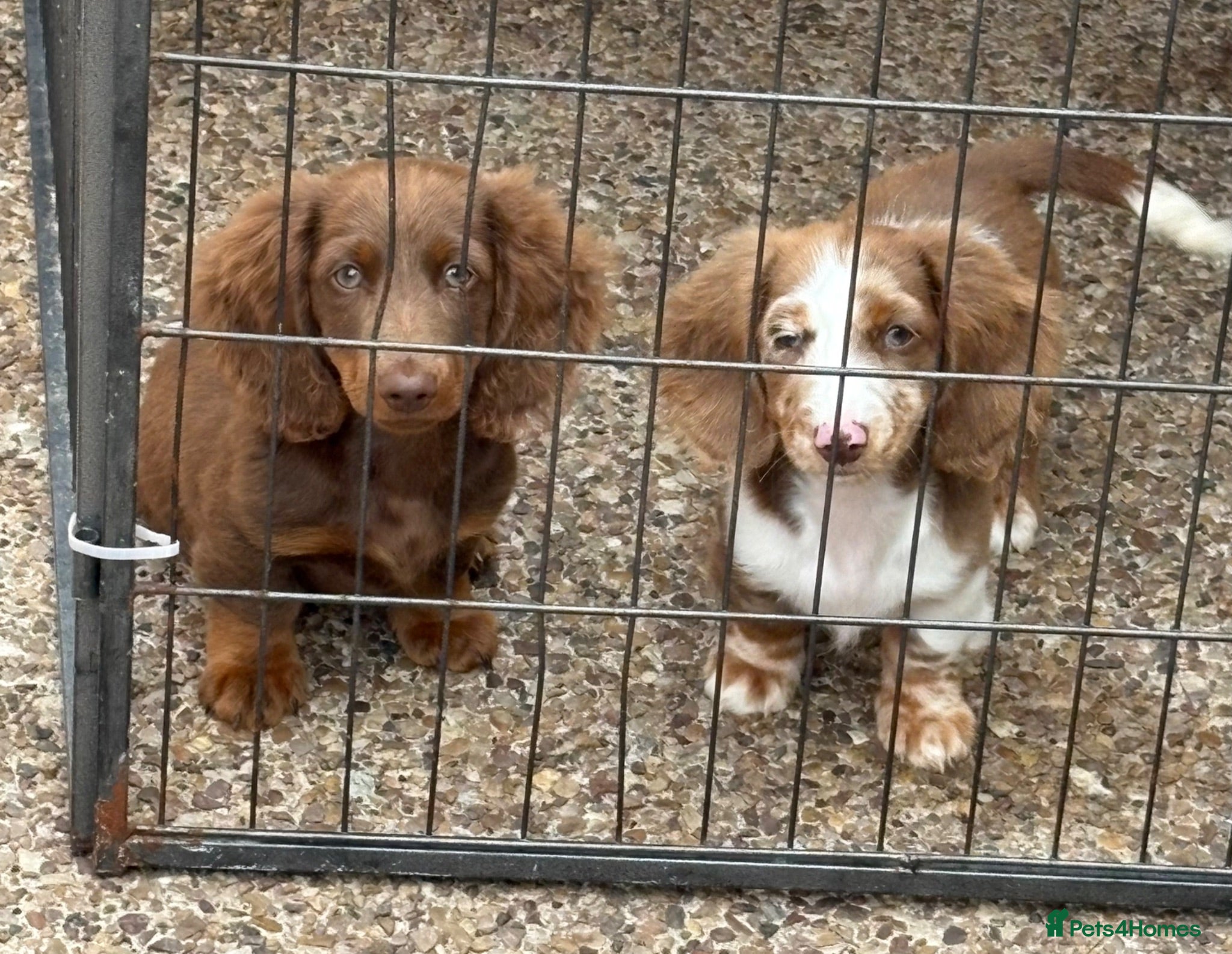 Miniature Dachshund dogs Long haired miniature Dachshund puppies - Advert 13