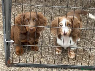 Miniature Dachshund dogs Long haired miniature Dachshund puppies - Advert 1