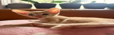 Oriental red spotted tabby - Teddy