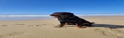 Rottweiler dogs for stud: KC rottweiler Stud in Canterbury - Advert 4
