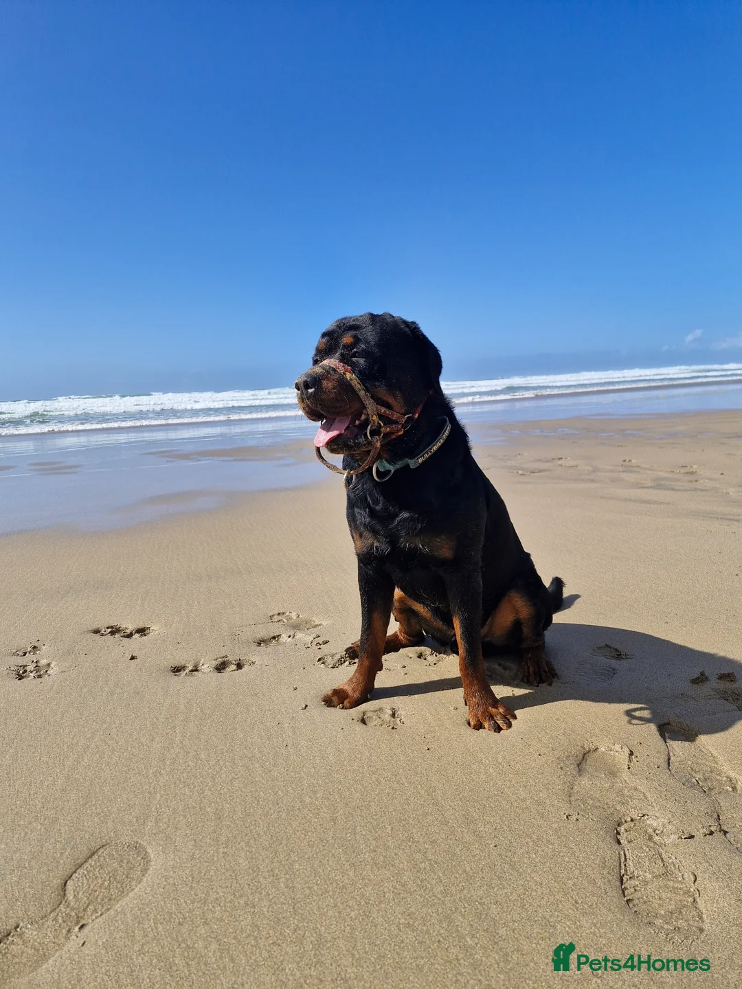 Rottweiler dogs for stud: KC rottweiler Stud in Canterbury - Advert 4
