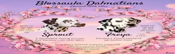 Dalmatian dogs for sale: Planned quality KC Reg black spotted litter  - Advert 1