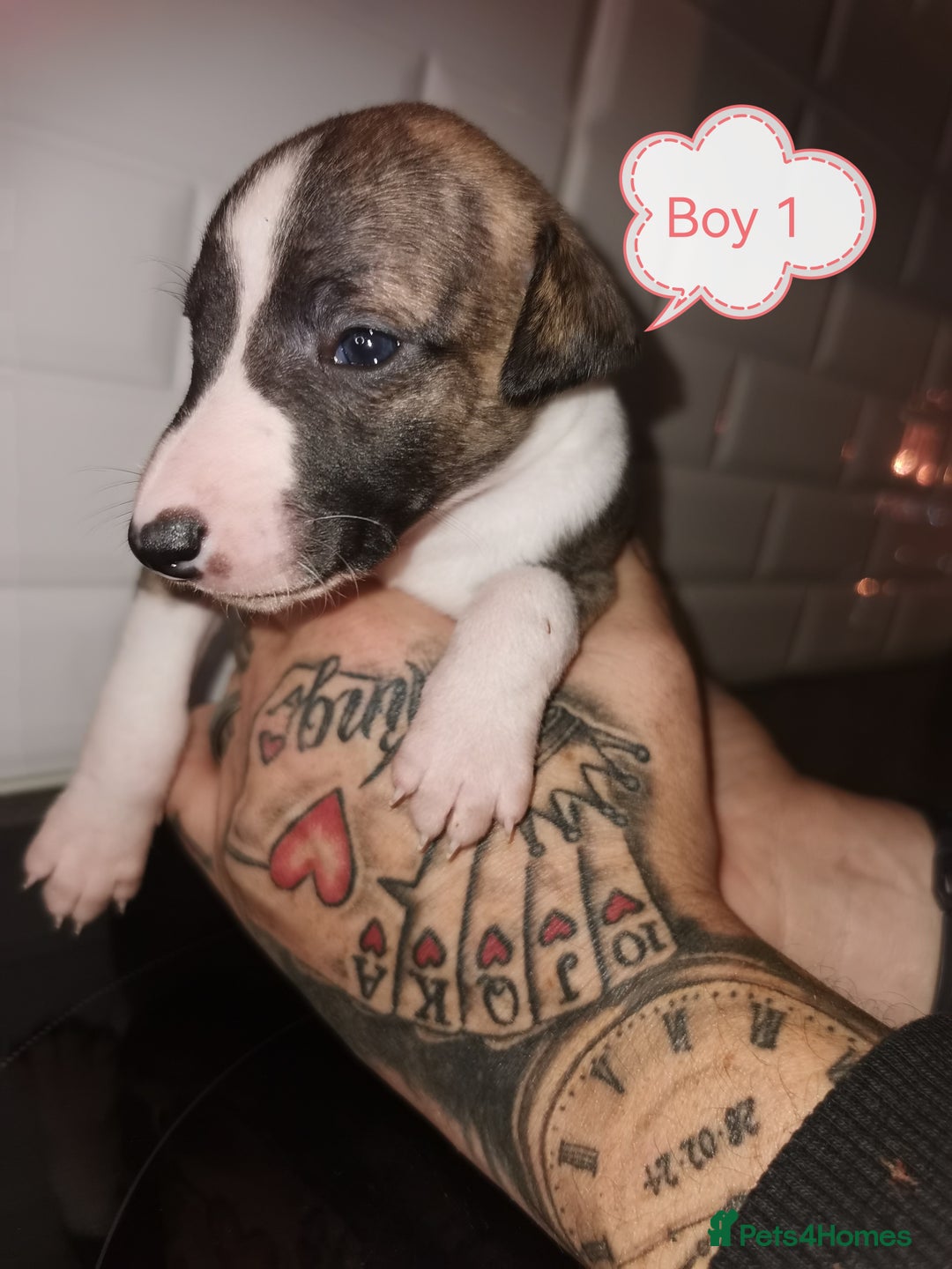 Whippet dogs for sale: Lovely petite whippets for sale  - Image 18