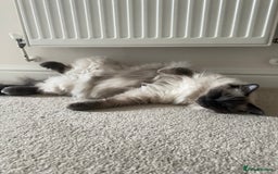 Ragdoll cats for sale: Gorgeous Ragdoll girls - Image 6