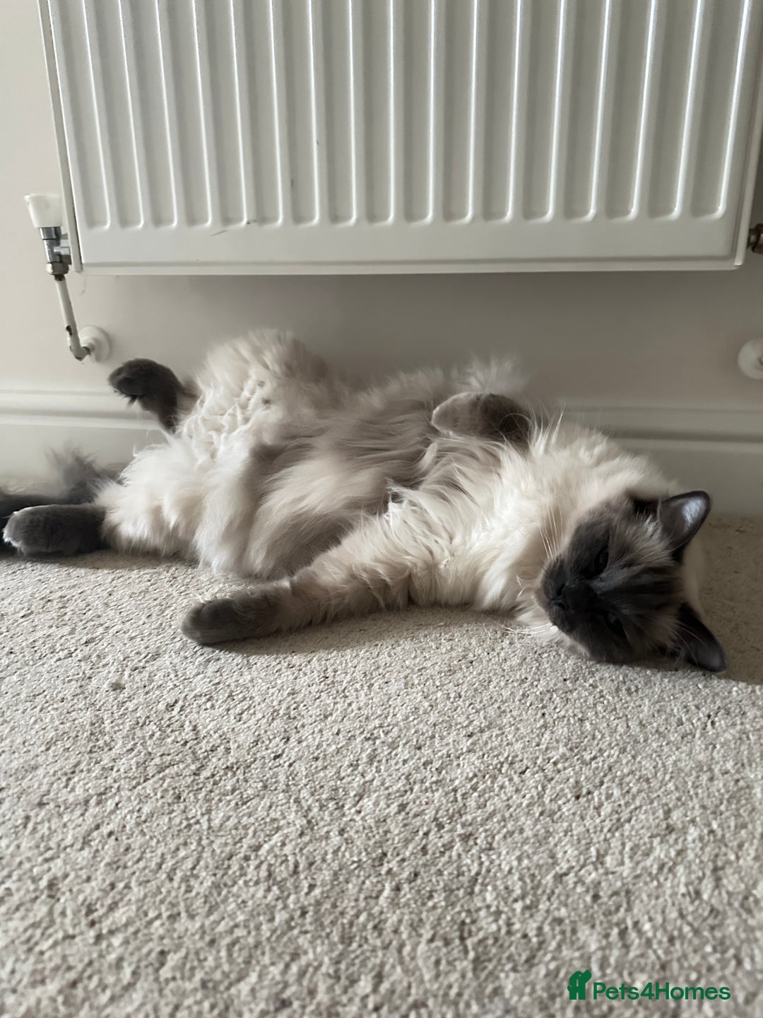 Ragdoll cats for sale: Gorgeous Ragdoll girls - Image 6
