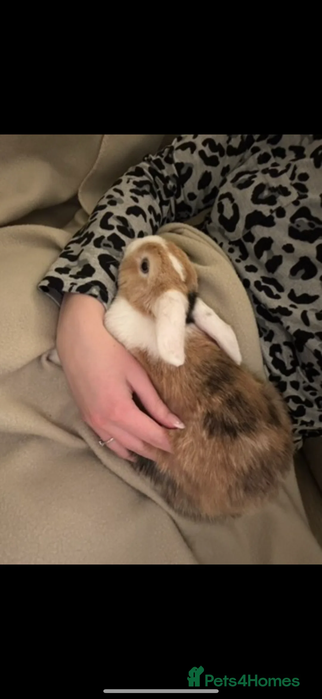 Mixed Breed rabbits for sale: Two Female Bunnies - Advert 4