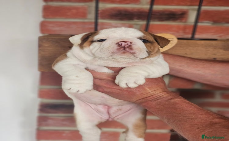 English Bulldog dogs - Advert 13