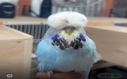 Budgerigars birds for sale: Beautiful Hand Reared Exhibition Budgie - Advert 3