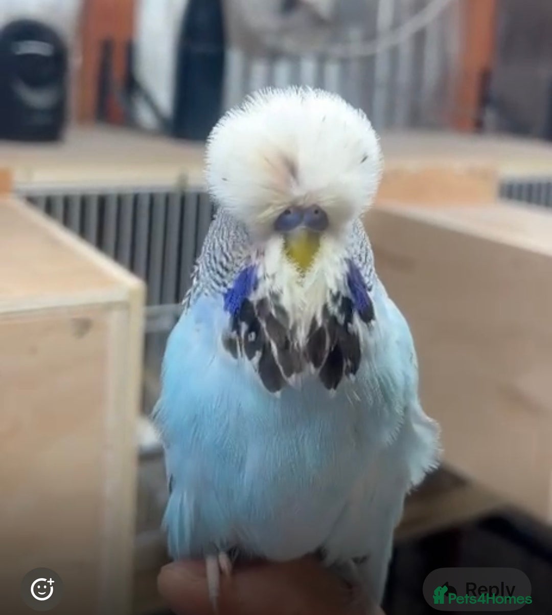 Budgerigars birds for sale: Beautiful Hand Reared Exhibition Budgie - Advert 3