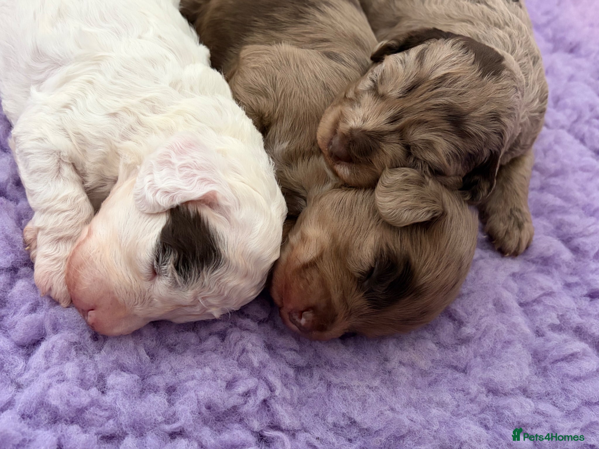 Cockapoo dogs Beautiful litter of f1b cockapoo girls - Advert 16